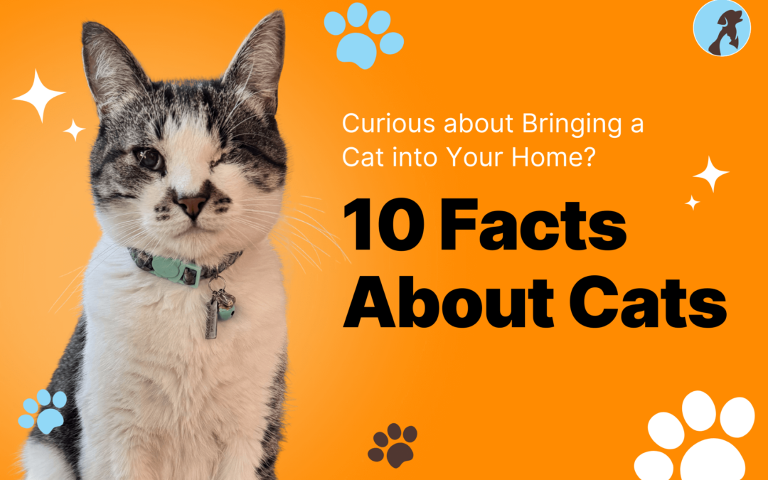 thumbnail Unveiling the 10 Fun Facts About Cats