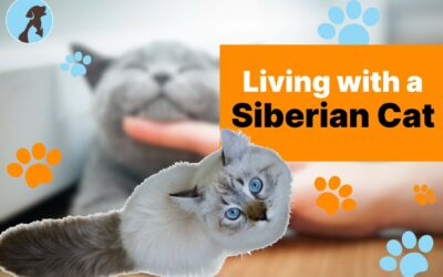 Living with a Siberian Cat