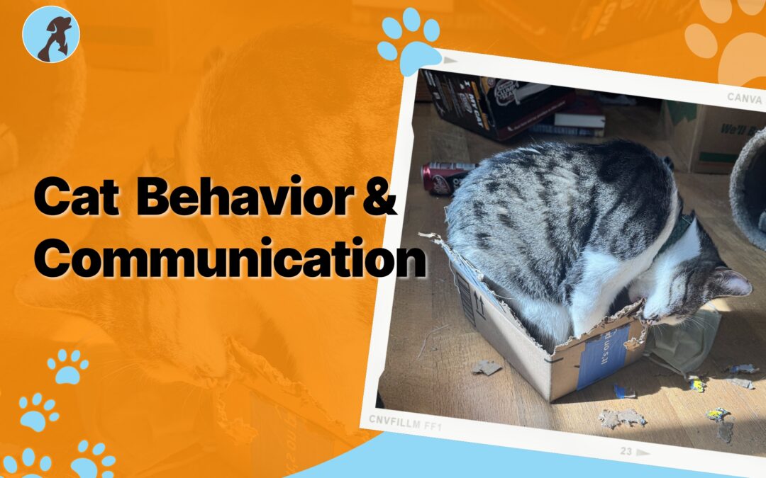 Cat Behavior and Communication