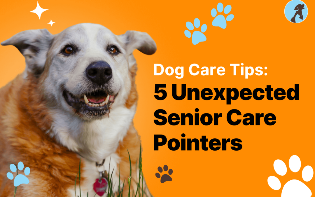 Dog Care Tips: 5 Unexpected Senior Care Pointers