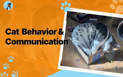 Cat Behavior and Communication