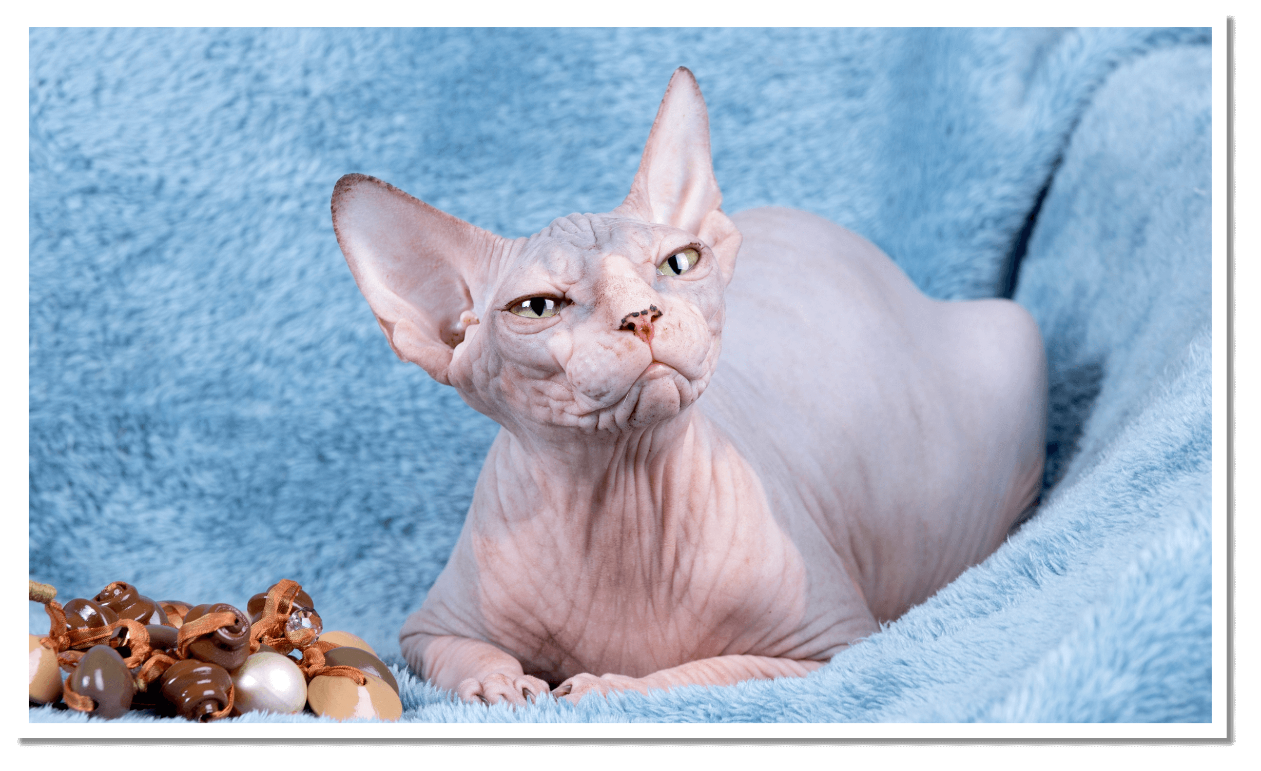 Sphynx Cats