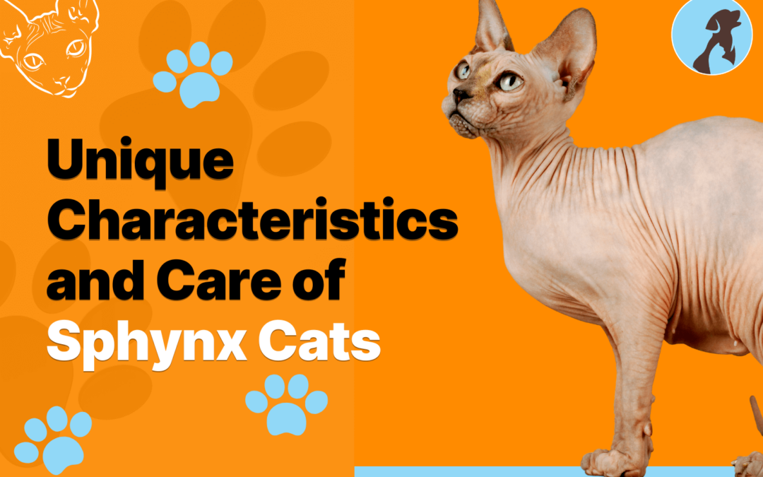 Unique Characteristics and Care of Sphynx Cats