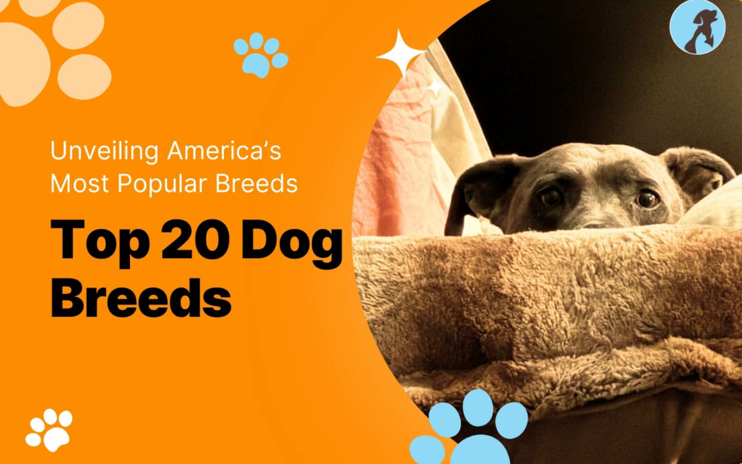 thumbnail for Top 20 Dog Breeds: Unveiling America’s Most Popular Canine Companions