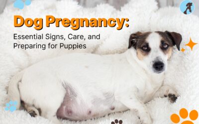 Understanding Dog Pregnancy