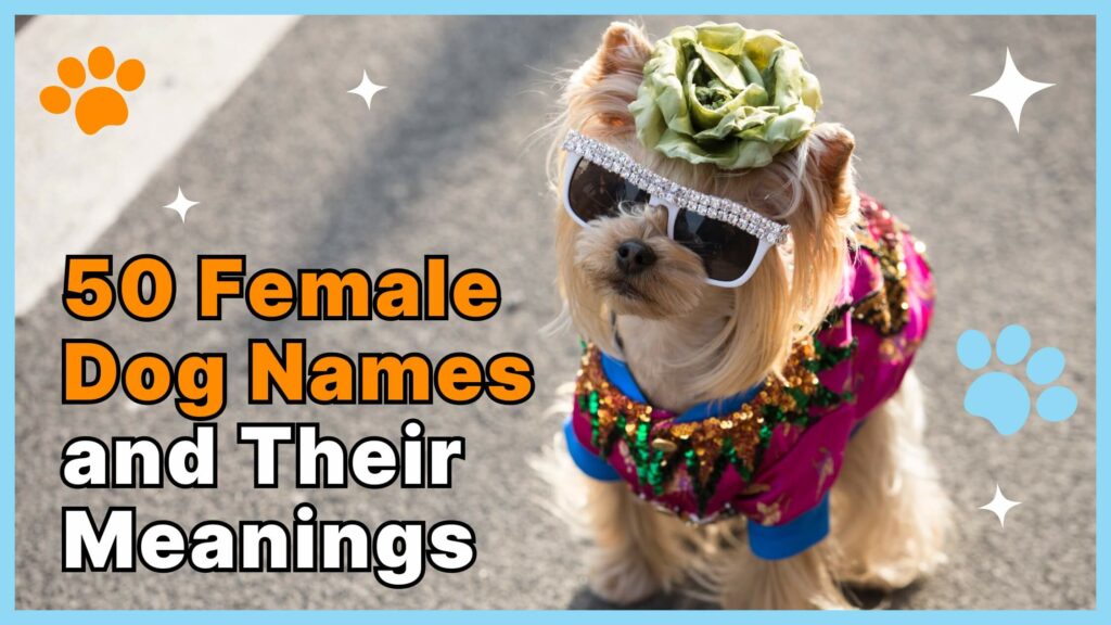 50 female dog names