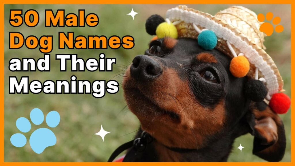 50 male dog names