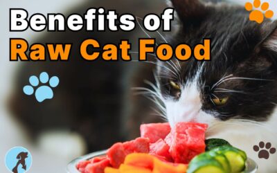 Benefits of Raw Cat Food