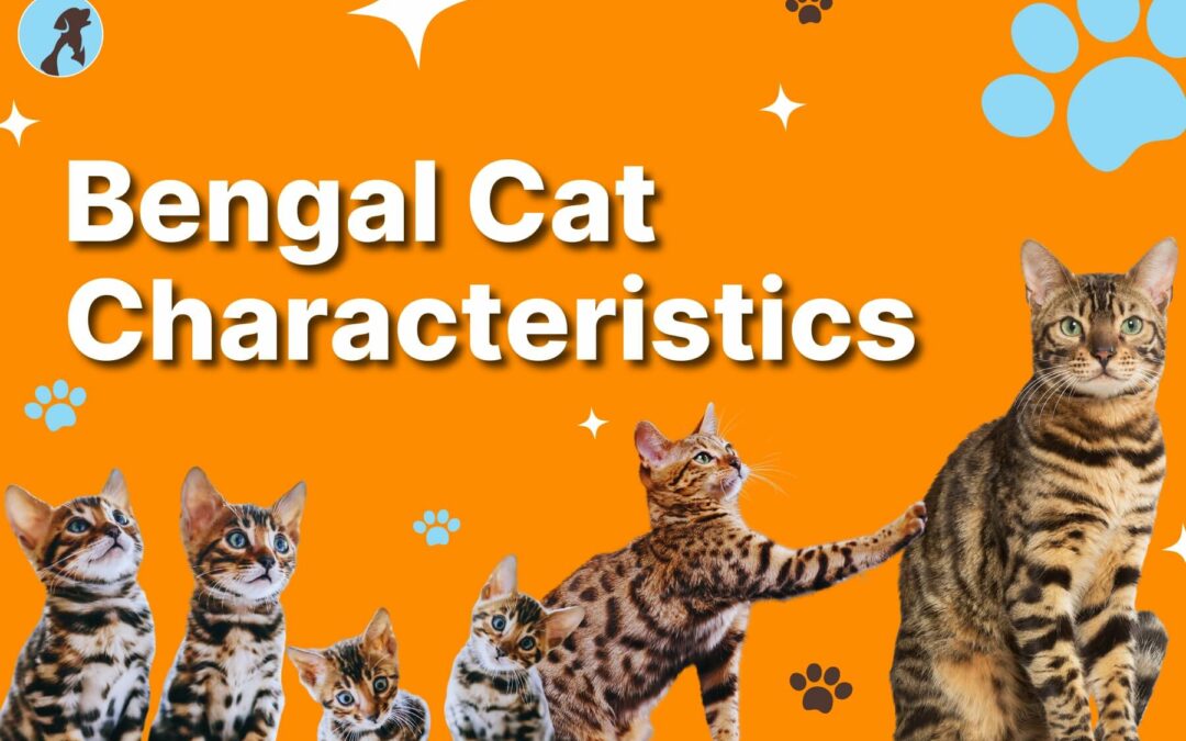 bengal cat characteristics