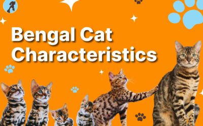 Bengal Cat Characteristics