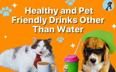 Healthy and Pet Friendly Drinks Other Than Water