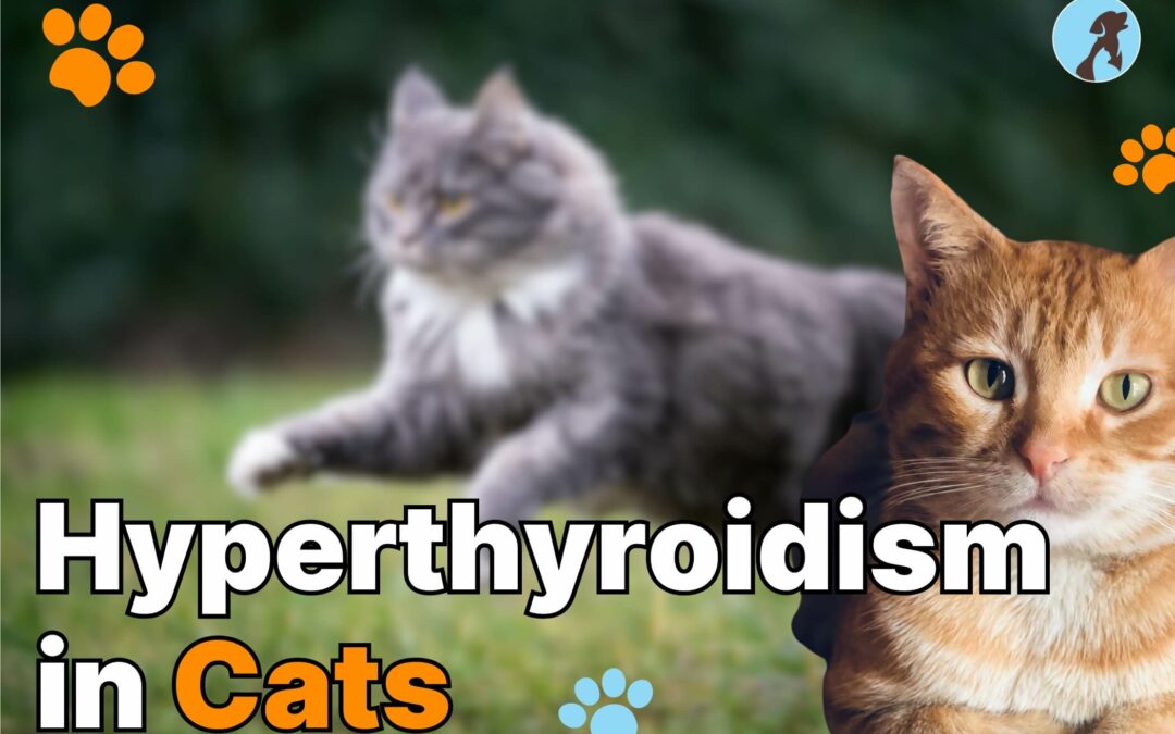 Hyperthyroidism in Cats