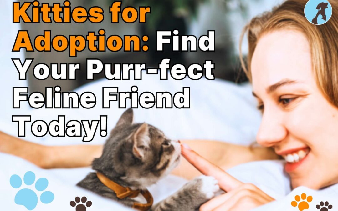 Kitties for Adoption: Find Your Purr-fect Feline Friend Today!