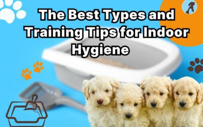 Litter for Dogs: Best Training Tips for Indoor Hygiene