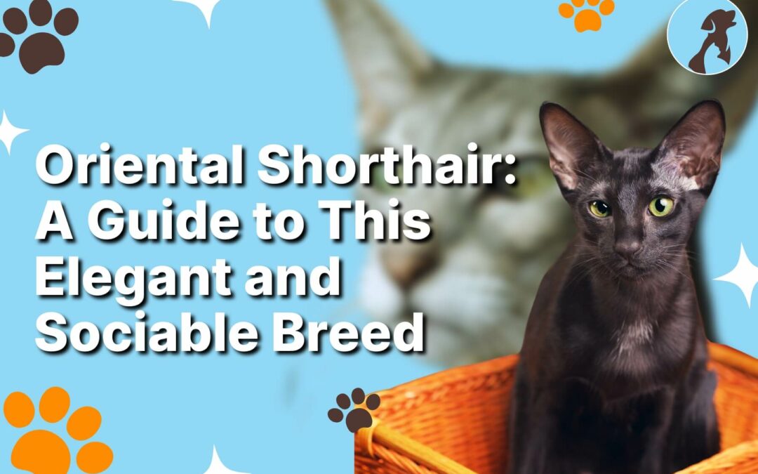 Oriental Shorthair: A Comprehensive Guide to This Elegant and Sociable Breed