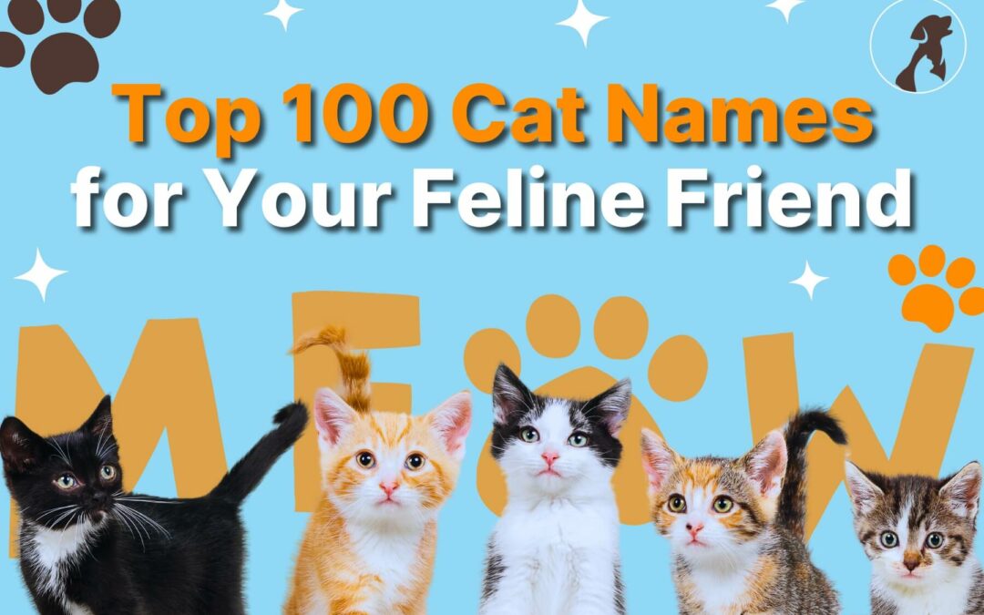 Top 100 Cat Names for Your Feline Friend