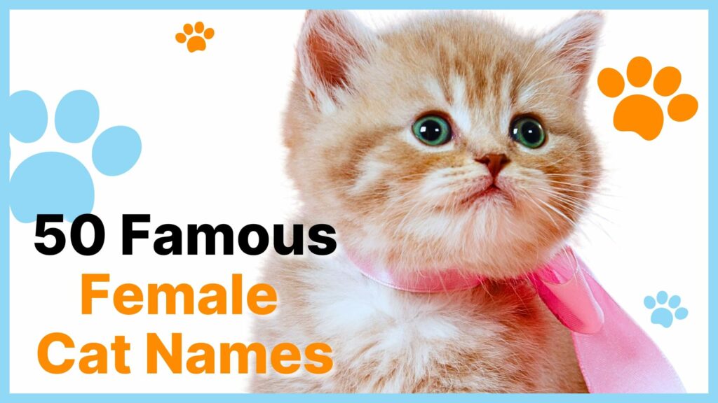 female cat names