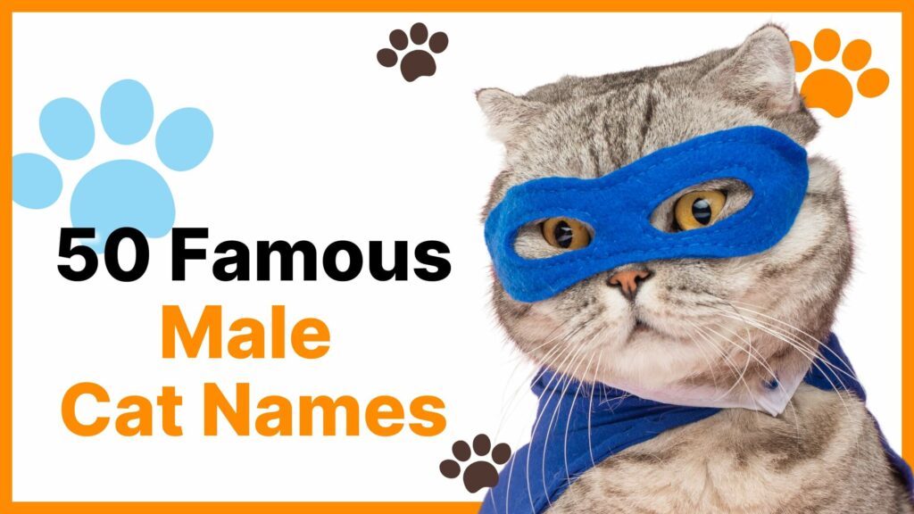 Male Cat Names