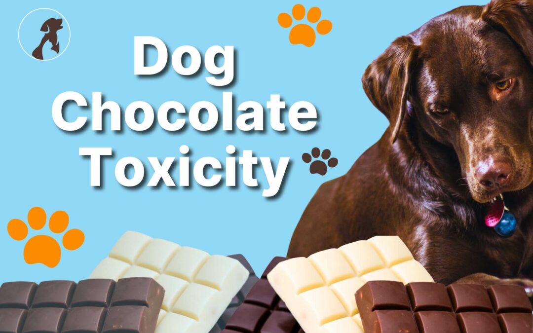 Dog Chocolate Toxicity