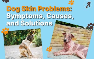 Dog Skin Problems: Symptoms, Causes, and Solutions