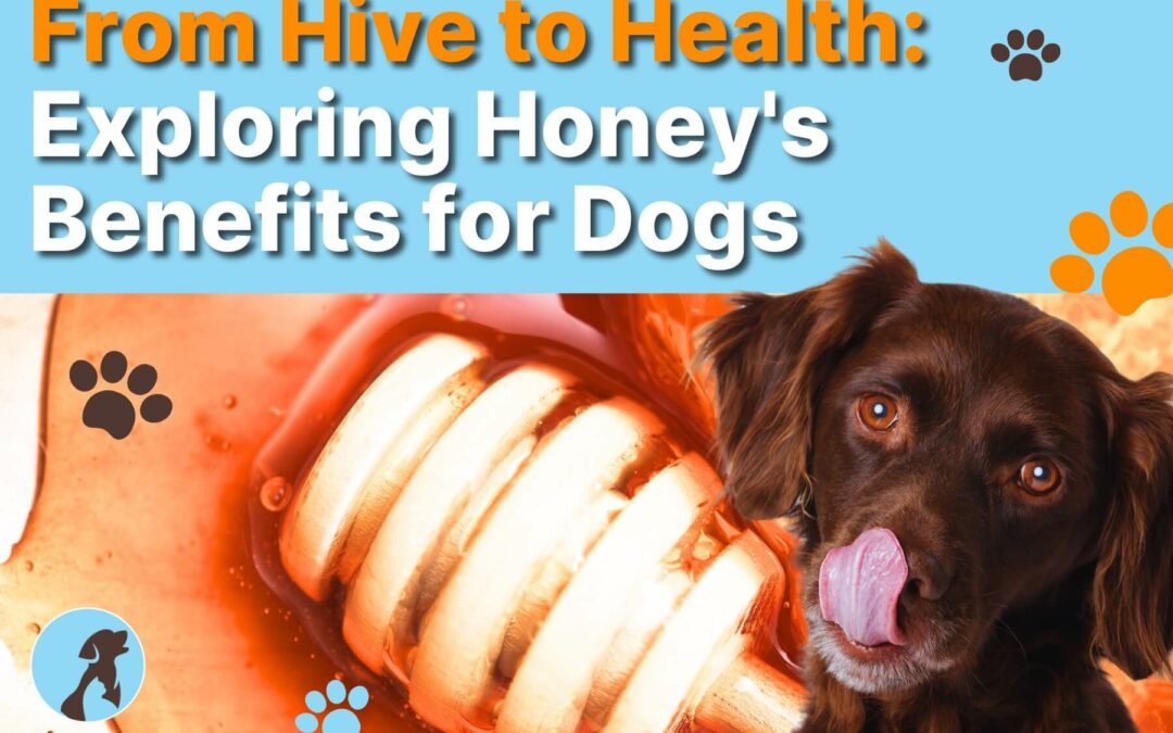 From Hive to Health: Exploring Honey’s Benefits for Dogs