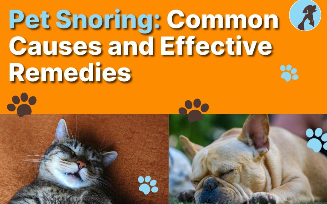 Pet Snoring: Common Causes and Effective Remedies