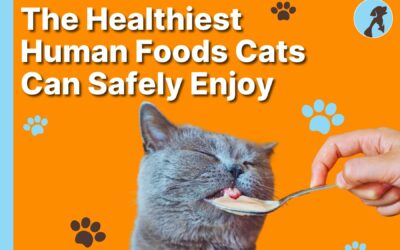 The Healthiest Human Foods Cats Can Safely Enjoy