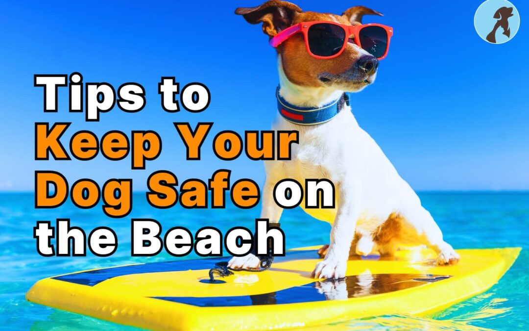 Tips to Keep Your Dog Safe on the Beach