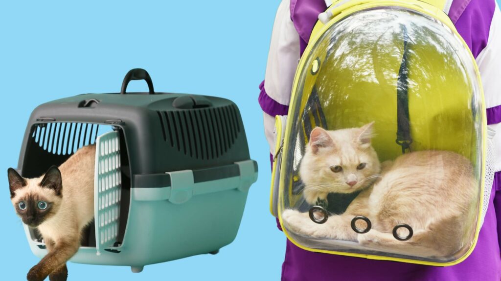 cat carrier