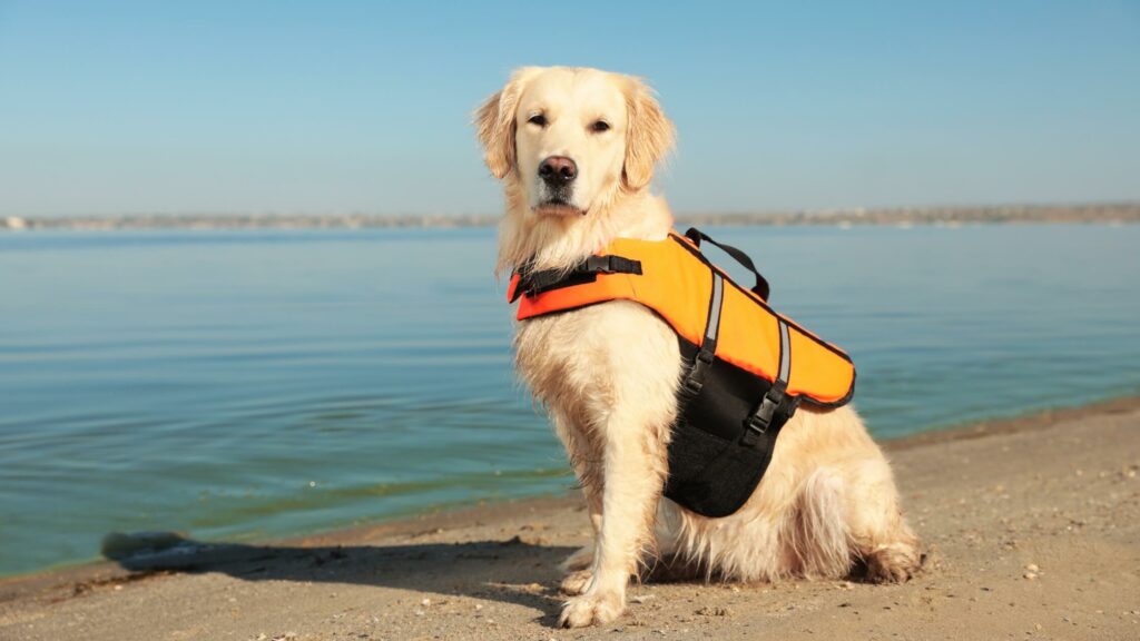 dog life vest